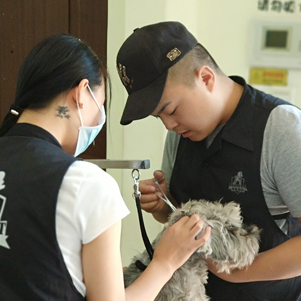 宠物美容师培训需要多少钱? (宠物美容师培训一般多少钱)